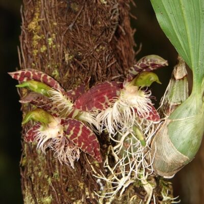 Catasetum Barbatum