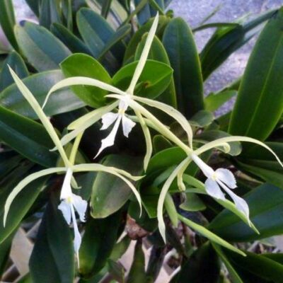 Epidendrum Oerstedii