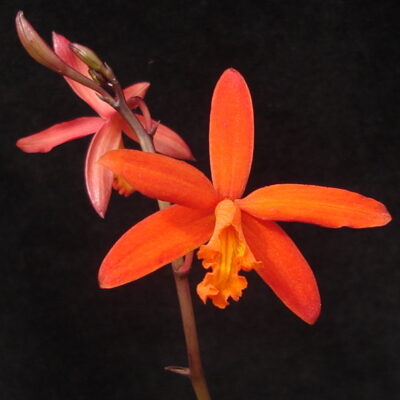 Laelia Sanguiloba