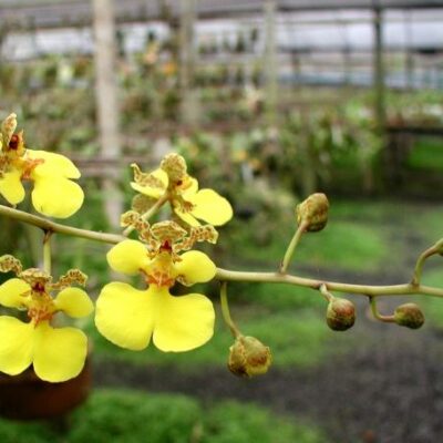 Oncidium Cebolleta