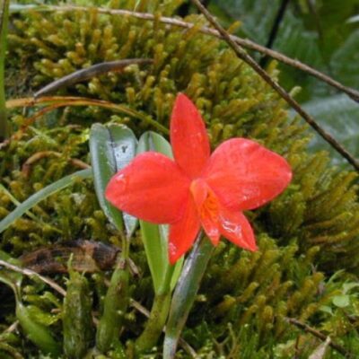 Sophronitis Grandiflora