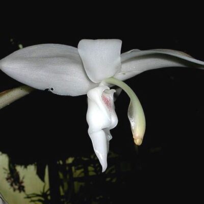 Stanhopea Candida