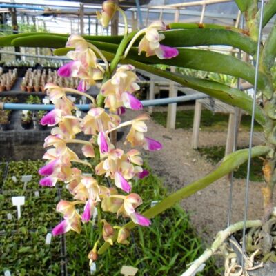 Aerides Houlletiana Sp
