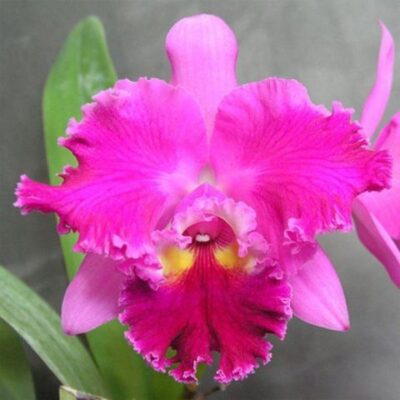 Blc. Crissy Compton