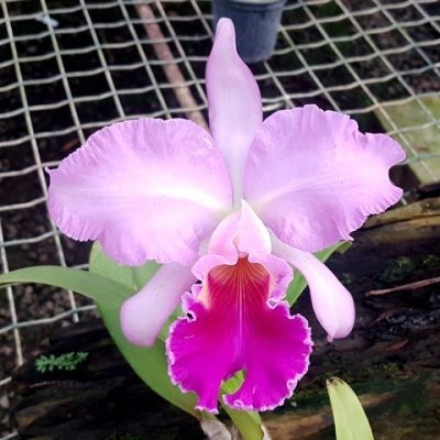 C. Horace `Maxima´ X Blc. Orglade´s Royal Lady