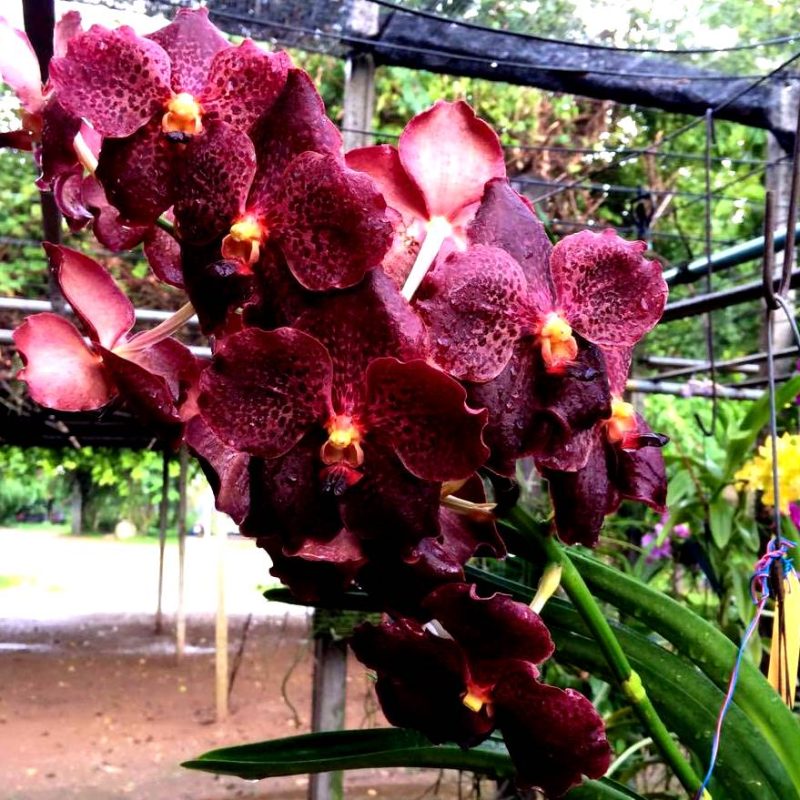 Vanda Varut Leopard x V. Dr. Anek