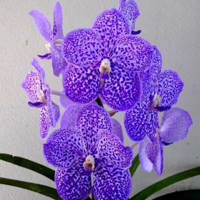 Vanda Yano Blue `Ploenpit´