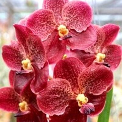 Vanda Chantra