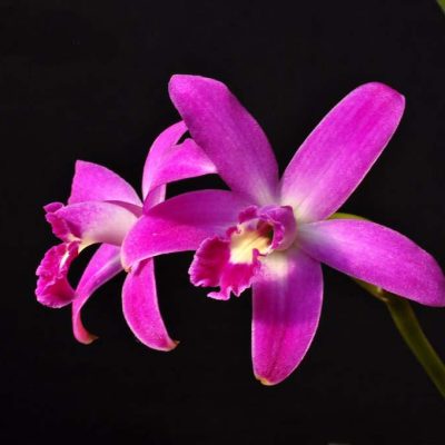 Laelia Rupestris `Barney´