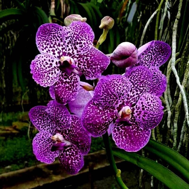 Vanda Lady Suwattana Promsorn x V. Praypetch