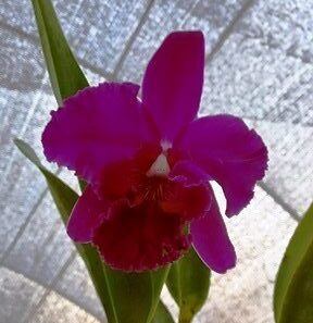 Blc. Lucky Strike X Blc. China Lady