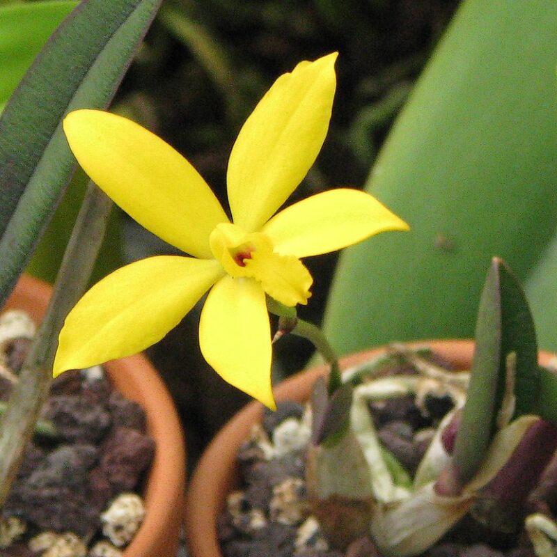 Laelia cardimii