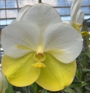 Vanda Renu Gold X Noppom Gold, Nº 365