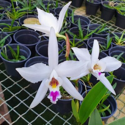 Laelia Anceps Semi Alba – Lacre 10345