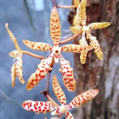 Renanthera Monachica