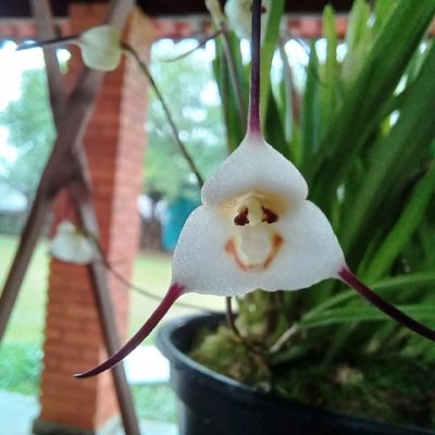 Dracula Lotax (orquídea Cara De Macaco)