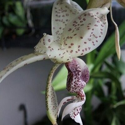 Stanhopea Bueraremensis