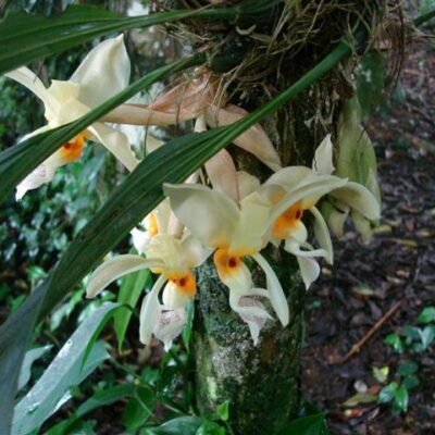 Stanhopea Graveolens