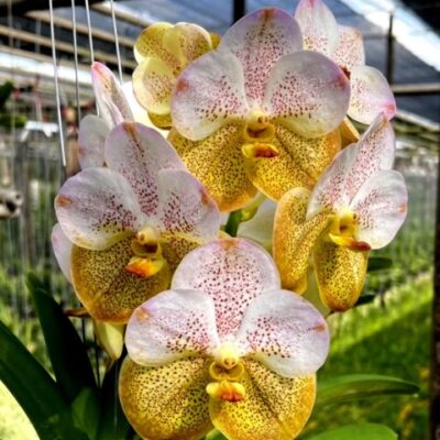 Vanda Boonyarit Diamond