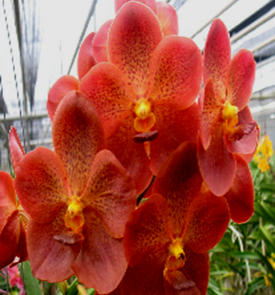 Vanda Pedro Bonetti `Jairak´