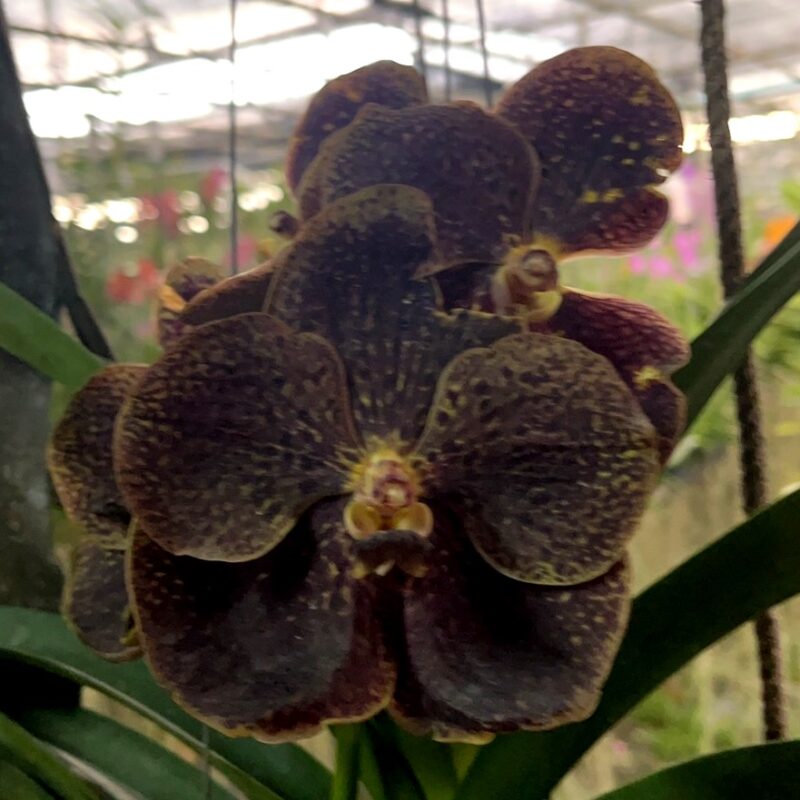 Vanda Gordon Dillon x Chulita, nº 526