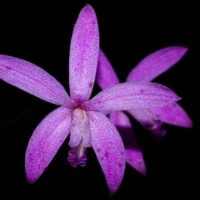 Laelia Tereticaulis