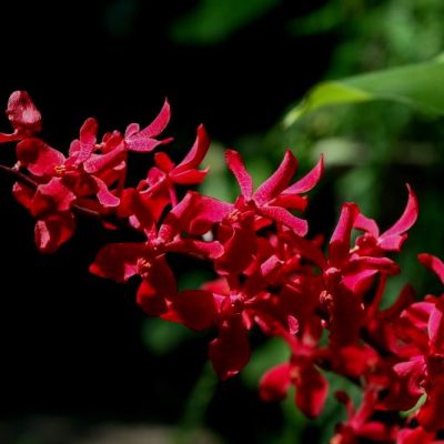 Renanthera Aazimah  X Bangkok Flame, Nº 2