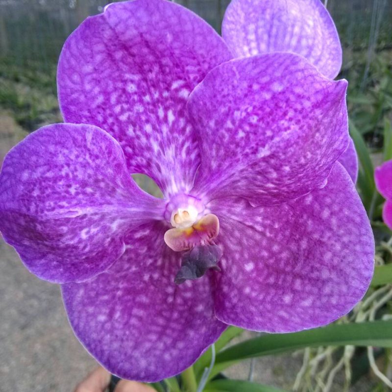 Vanda Vichai x coerulea