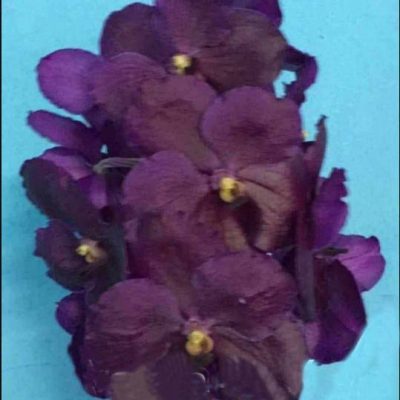 Vanda Dr. Anek X Similan Blue