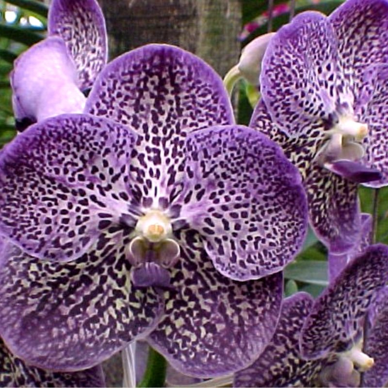 Vanda Gordon Dillon