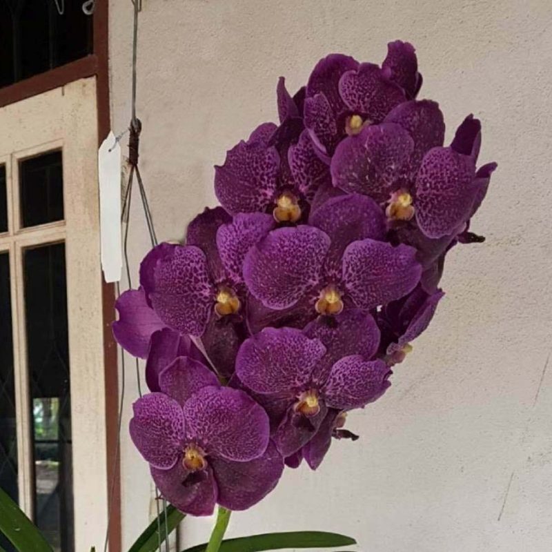 Vanda Kultana Blue Violet