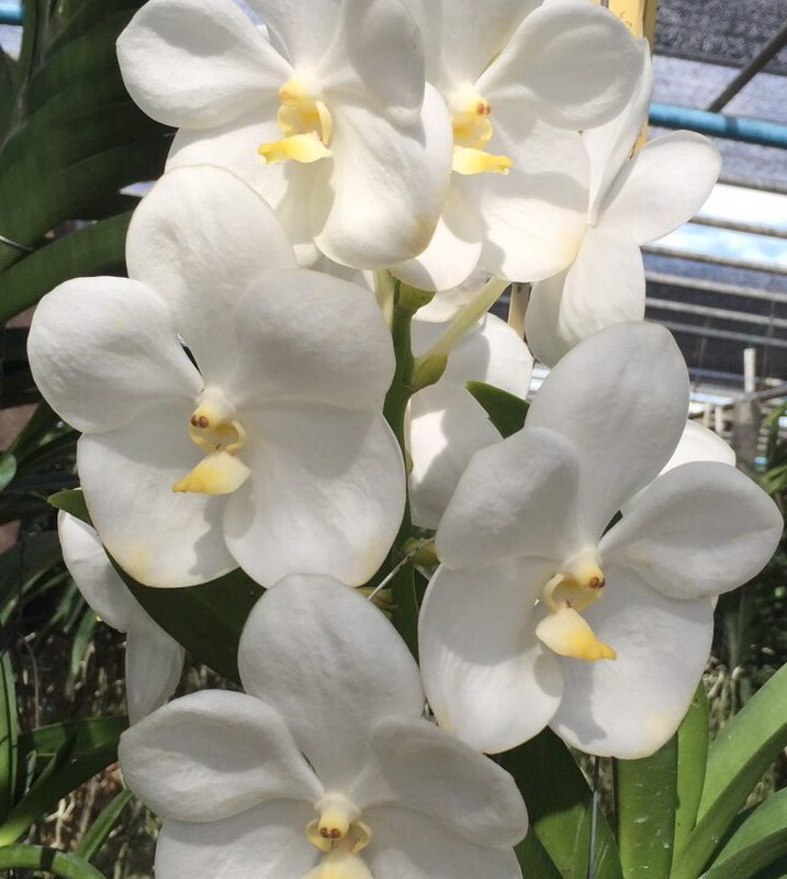 Vanda Nopporn White Diamond, nº 717