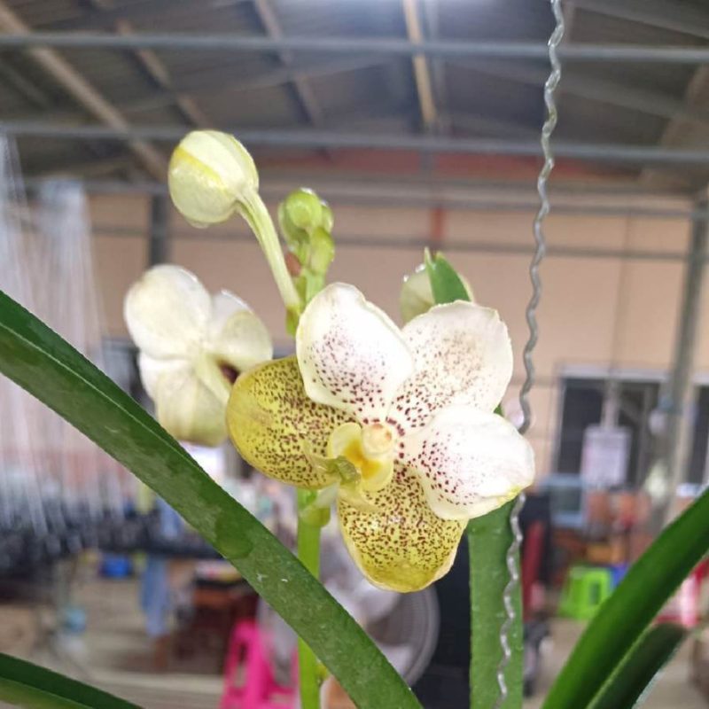 Vanda Thananchai Gold x Udom Gold, nº 301