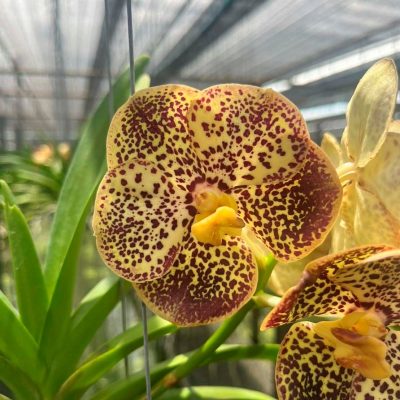 Vanda Prapathom Gold X Kulwadee Fragrance, Nº 696 Com Haste Floral (PROMOÇÃO)