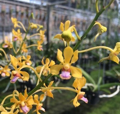 Vanda Testacea