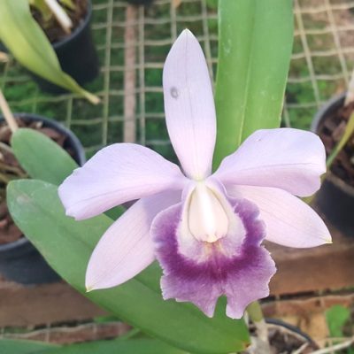 Lc. Nobile´s Blue Sky Coerulea