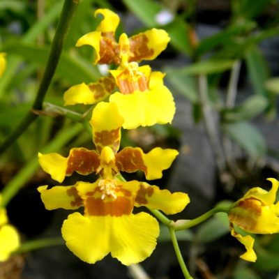 Oncidium Baueri