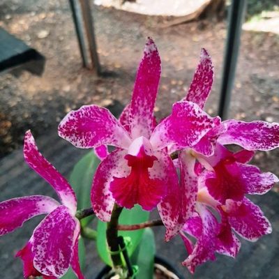 Cattleya Amethystoglossa – Lacre 10268