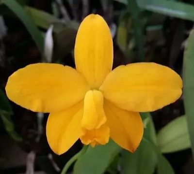 Laelia Briegeri