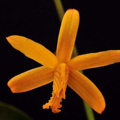 Laelia Vasconcelosiana