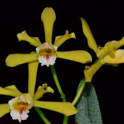 Laelia Xanthina X Self