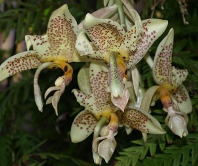 Stanhopea Oculata X Self