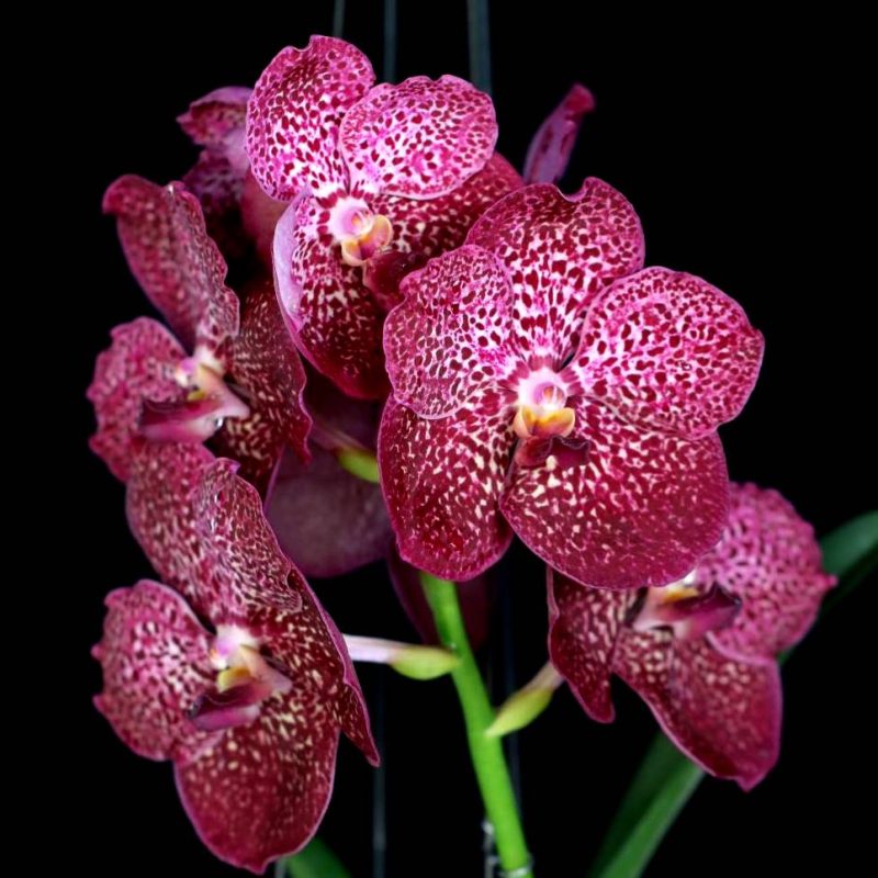 Vanda Kulwadee Fragrance x Dr. Anek x Bitz's Heartthrob