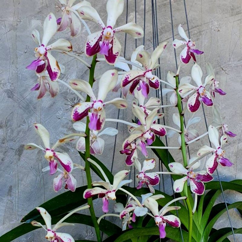 Vanda Loke