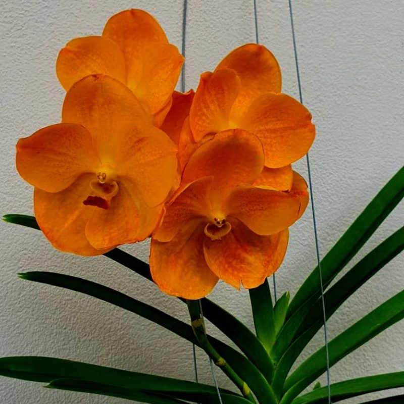 Vanda Nopporn Gold x Tubtim Velvet