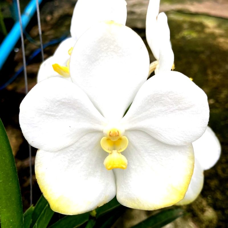 Vanda Nopporn White Diamond, nº 484