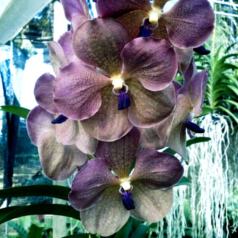 Vanda Prapathom Gold x coerulea Blue