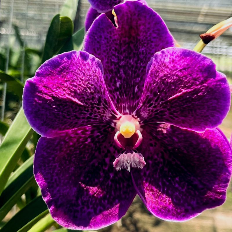 Vanda Somsri Pink x Dr. Anek x Kasem's Delight, nº 252