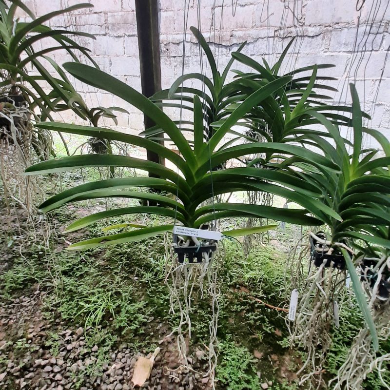 Vanda Thonglor x sanderiana, nº 415 - Image 2