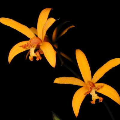 Laelia Mixta X Self